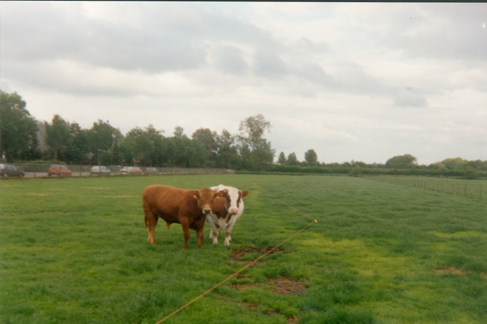koeien op het veld langs de gracht