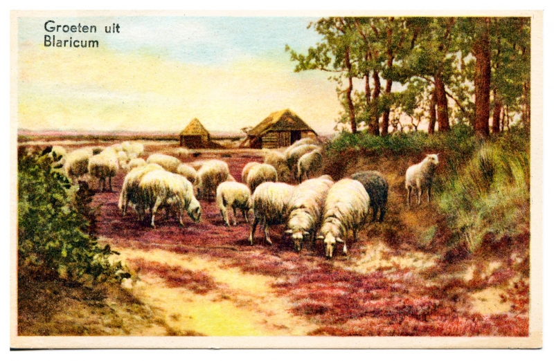 schapen op de heide