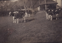 Op de boerderij van G. de Jong  Lzn.1925