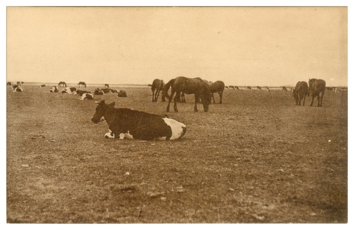 Meent met koeien voor 1918