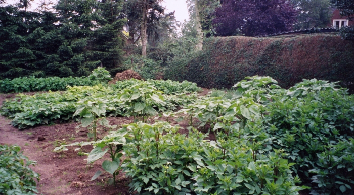 Jan Rigter (Pummetje) Groentetuin Kruislaan