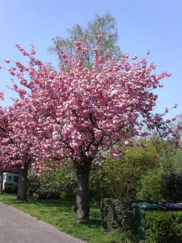 bloeiende boom Vitusweg