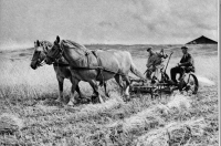 gras maaien op de Meent