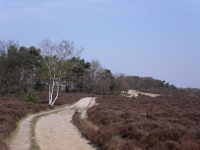 zandpad op de heide