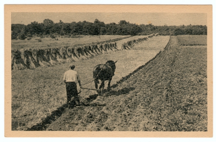 korenveld ploegen met paard