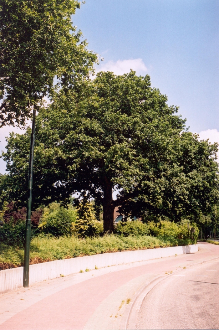 boom Huizerweg anno 2003
