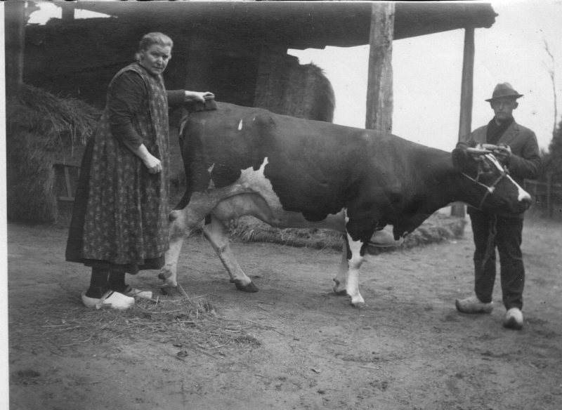 Henk de Graaf en Neel met koe