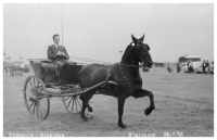 concours hippique 1956